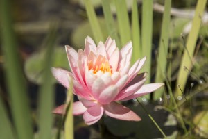 Pink water lily flower in pond         